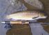 1215_Graell's Barbel_Luciobarbus graellsii.jpg