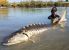 86_Yuri Grisendi_Adriatic Sturgeon_Acipenser naccarii.jpg