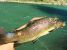 3747_Salmo_coruhensis_Coruh_Trout0.jpeg