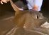 3736_Potamotrygon_histrix_Porcupine_River_Stingray0.jpeg