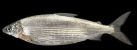 3687_Coregonus_arenicolus_Sandfelchen0.jpeg