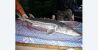 129_Sakhalin Sturgeon_Acipenser mikadoi.jpg