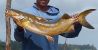 3801_Sciades_parkeri_Gillbacker_Sea_Catfish0.jpeg
