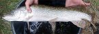 3722_Esox_aquitanicus_Aquitanian_Pike0.jpeg