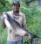 1611_Toji Mampilly_Pangas Catfish_Pangasius pangasius.jpg