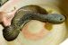 2407_Mr. Jay_Barca Snakehead_Channa barca.jpg