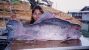 1050_Fishing Adventures Thailand_Jungle Labeo_Bangana behri.jpg