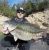 3239_Spotted Bass_Micropterus punctulatus.jpg