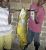 3827_Malapterurus_electricus_Electric_Catfish0.jpeg