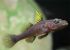 3437_Glossogobius_flavipinnis_Yellowfin_Goby0.jpeg