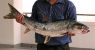 3138_Chaiwut Grudpan_Giant Salmon Carp_Aaptosyax grypus.jpg