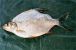 1489_Philippe Laleye_Moonfish_Citharinus latus.jpg