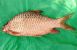3750_Hypselobarbus_dobsoni_Krishna_Carp0.jpeg