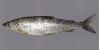 561_Jörg Freyhof_Valaam Whitefish_Coregonus widegreni.jpg