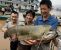 1837_Chinese Largemouth Catfish_Silurus meridionalis.jpg