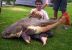 2925_Mark Jones_Redtail Catfish_Phractocephalus hemioliopterus.jpg