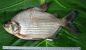 1507_John P. Sullivan_Congo Moonfish_Citharinus macrolepis.jpg