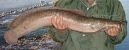 3404_Clarias_anguillaris_Mudfish0.jpeg