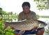 893_Tim Webb_Mrigal Carp_Cirrhinus cirrhosus.jpg