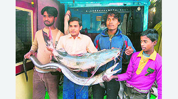 Fishing Worldrecords | catfishes over 50 kg | Sperata seenghala