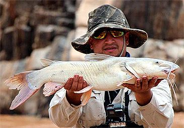 3814_Clarotes_laticeps_Widehead_Catfish0.jpeg