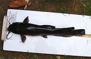 3820_Heterobranchus_isopterus_Azu_isii0.jpeg