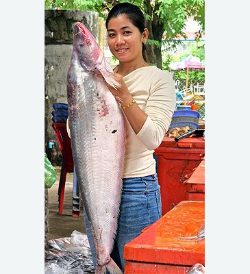 3829_Phalacronotus_apogon_Metallic_Sheatfish0.jpeg