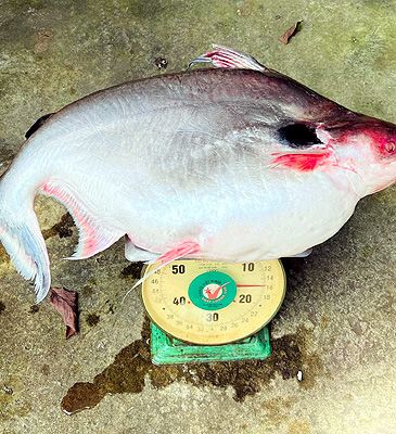 3833_Pangasius_larnaudii_Spot_Pangasius0.jpeg