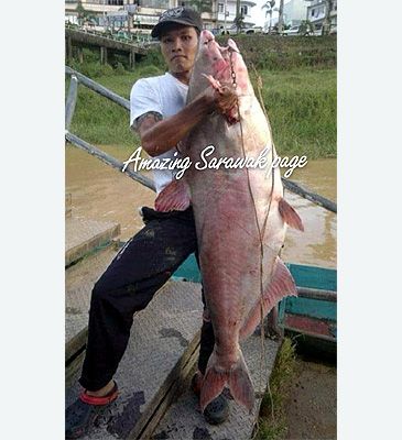 3838_Pangasius_nasutus_Shark_Head_Patin0.jpeg