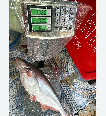 3849_Pangasius_conchophilus_Shark_Catfish0.jpeg
