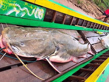 3852_Hemibagrus_microphthalmus_Irrawaddy_Mystus0.jpeg