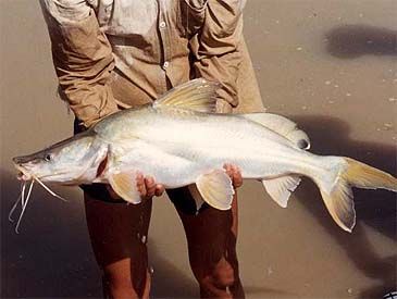 3853_Sperata_acicularis_Burma_Shovelnose_Catfish0.jpeg