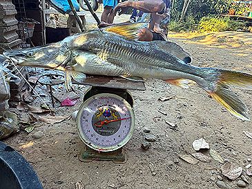3854_Sperata_acicularis_Burma_Shovelnose_Catfish0.jpeg