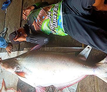 3865_Pangasius_kunyit_Yellowskin_Shark_Catfish0.jpeg