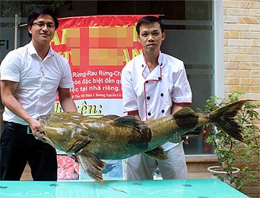 3866_Bagarius_lica_Southeast_Asian_Goonch0.jpeg
