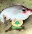 3833_Pangasius_larnaudii_Spot_Pangasius0.jpeg