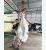 3837_Pangasius_sanitwongsei_Giant_Pangasius0.jpeg