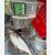 3849_Pangasius_conchophilus_Shark_Catfish0.jpeg